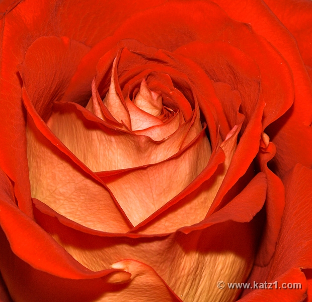 Rose 1
